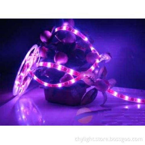 Energy Saving RGB LED Lamp Decorative for Women\'s Day